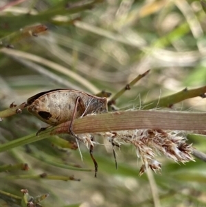 Cermatulus nasalis at Mount Clear, ACT - 24 Nov 2022