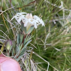 Pimelea glauca at Mount Clear, ACT - 24 Nov 2022