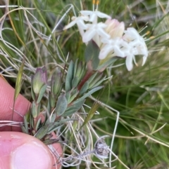 Pimelea glauca at Mount Clear, ACT - 24 Nov 2022 12:08 PM