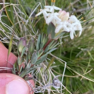 Pimelea glauca at Mount Clear, ACT - 24 Nov 2022