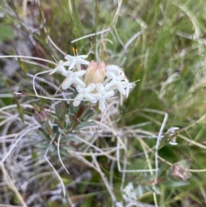 Pimelea glauca at Mount Clear, ACT - 24 Nov 2022 12:08 PM