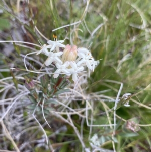 Pimelea glauca at Mount Clear, ACT - 24 Nov 2022
