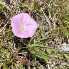 Convolvulus angustissimus subsp. angustissimus (Australian Bindweed) at Mount Clear, ACT - 24 Nov 2022 by NedJohnston