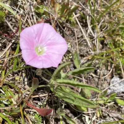 Convolvulus angustissimus subsp. angustissimus (Australian Bindweed) at Mount Clear, ACT - 24 Nov 2022 by NedJohnston