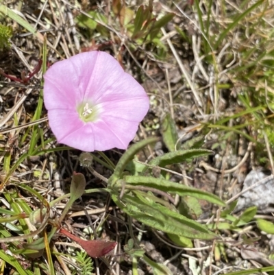 Convolvulus angustissimus subsp. angustissimus (Australian Bindweed) at Namadgi National Park - 24 Nov 2022 by Ned_Johnston