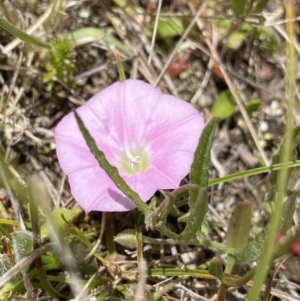 Convolvulus angustissimus subsp. angustissimus at Mount Clear, ACT - 24 Nov 2022 12:11 PM