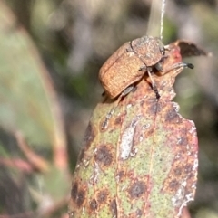 Cadmus sp. (genus) (Unidentified Cadmus leaf beetle) at Mount Clear, ACT - 24 Nov 2022 by NedJohnston