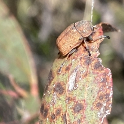Cadmus sp. (genus) (Unidentified Cadmus leaf beetle) at Mount Clear, ACT - 24 Nov 2022 by NedJohnston