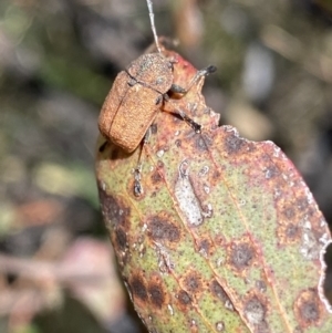 Cadmus sp. (genus) at Mount Clear, ACT - 24 Nov 2022