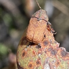 Cadmus sp. (genus) at Mount Clear, ACT - 24 Nov 2022 12:22 PM