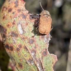 Cadmus sp. (genus) at Mount Clear, ACT - 24 Nov 2022