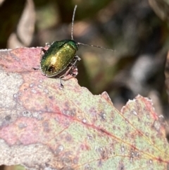 Edusella sp. (genus) (A leaf beetle) at Mount Clear, ACT - 24 Nov 2022 by NedJohnston