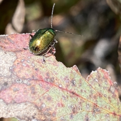Edusella sp. (genus) (A leaf beetle) at Namadgi National Park - 24 Nov 2022 by Ned_Johnston