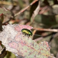 Edusella sp. (genus) at Mount Clear, ACT - 24 Nov 2022 12:23 PM