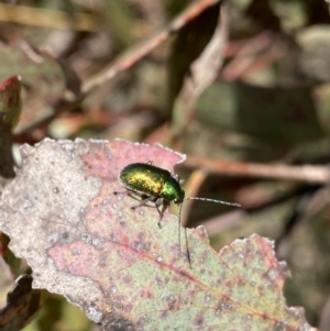 Edusella sp. (genus) at Mount Clear, ACT - 24 Nov 2022