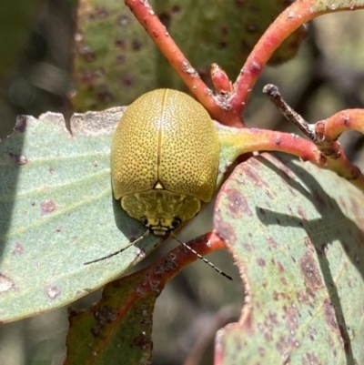 Paropsis porosa (A eucalyptus leaf beetle) at Namadgi National Park - 24 Nov 2022 by Ned_Johnston