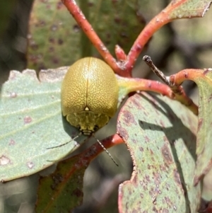 Paropsis porosa at Mount Clear, ACT - 24 Nov 2022 12:22 PM