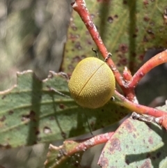 Paropsis porosa at Mount Clear, ACT - 24 Nov 2022