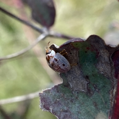 Paropsisterna m-fuscum (Eucalyptus Leaf Beetle) at Mount Clear, ACT - 24 Nov 2022 by NedJohnston