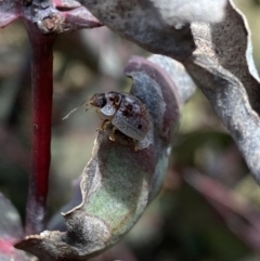 Paropsisterna m-fuscum at Mount Clear, ACT - 24 Nov 2022