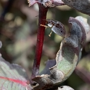 Paropsisterna m-fuscum at Mount Clear, ACT - 24 Nov 2022 12:30 PM