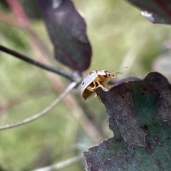 Paropsisterna m-fuscum at Mount Clear, ACT - 24 Nov 2022 12:30 PM