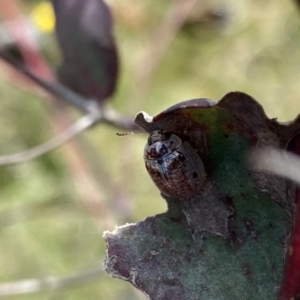 Paropsisterna m-fuscum at Mount Clear, ACT - 24 Nov 2022