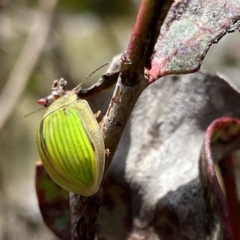 Paropsisterna hectica (A leaf beetle) at Namadgi National Park - 24 Nov 2022 by Ned_Johnston