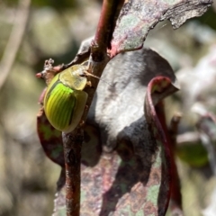 Paropsisterna hectica at Mount Clear, ACT - 24 Nov 2022