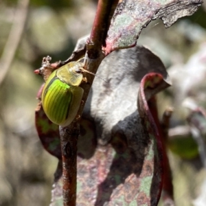 Paropsisterna hectica at Mount Clear, ACT - 24 Nov 2022 12:33 PM