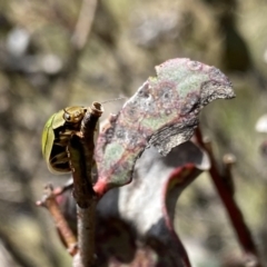 Paropsisterna hectica at Mount Clear, ACT - 24 Nov 2022