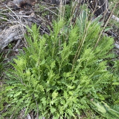 Senecio bathurstianus (Rough Fireweed) at Mount Clear, ACT - 24 Nov 2022 by Ned_Johnston