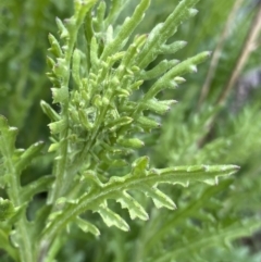 Senecio bathurstianus at Mount Clear, ACT - 24 Nov 2022