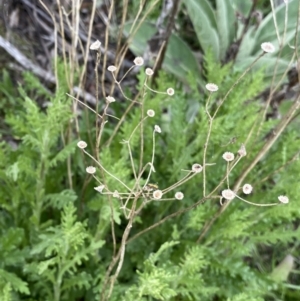 Senecio bathurstianus at Mount Clear, ACT - 24 Nov 2022