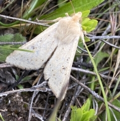 Helicoverpa (genus) (A bollworm) at Mount Clear, ACT - 24 Nov 2022 by Ned_Johnston