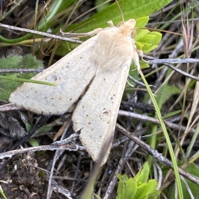 Helicoverpa (genus) (A bollworm) at Mount Clear, ACT - 24 Nov 2022 by NedJohnston