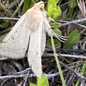 Helicoverpa (genus) at Mount Clear, ACT - 24 Nov 2022