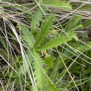 Potentilla recta at Mount Clear, ACT - 24 Nov 2022