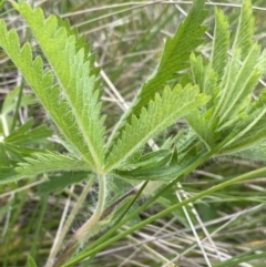 Potentilla recta at Mount Clear, ACT - 24 Nov 2022