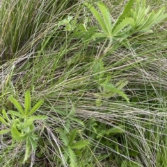 Potentilla recta at Mount Clear, ACT - 24 Nov 2022