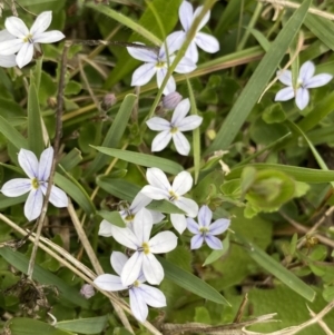 Lobelia pedunculata at Mount Clear, ACT - 24 Nov 2022 01:25 PM