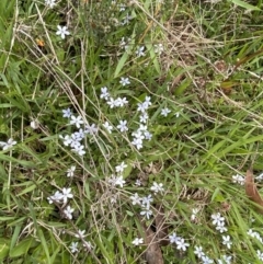 Lobelia pedunculata at Mount Clear, ACT - 24 Nov 2022