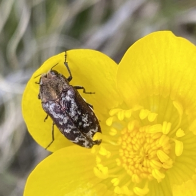 Ethonion reichei (A jewel beetle) at Mount Clear, ACT - 24 Nov 2022 by NedJohnston
