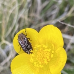 Ethonion reichei at Mount Clear, ACT - 24 Nov 2022 01:41 PM