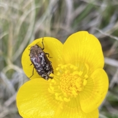 Ethonion reichei at Mount Clear, ACT - 24 Nov 2022 01:41 PM