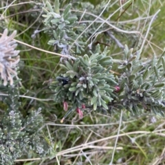 Grevillea lanigera at Mount Clear, ACT - 24 Nov 2022