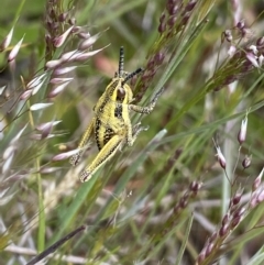 Monistria concinna (Southern Pyrgomorph) at Mount Clear, ACT - 24 Nov 2022 by NedJohnston