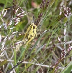 Monistria concinna at Mount Clear, ACT - 24 Nov 2022