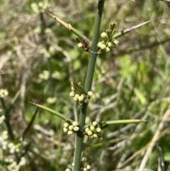 Discaria pubescens (Australian Anchor Plant) at Mount Clear, ACT - 24 Nov 2022 by NedJohnston