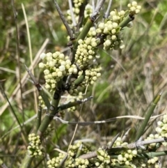 Discaria pubescens at Mount Clear, ACT - 24 Nov 2022 02:07 PM